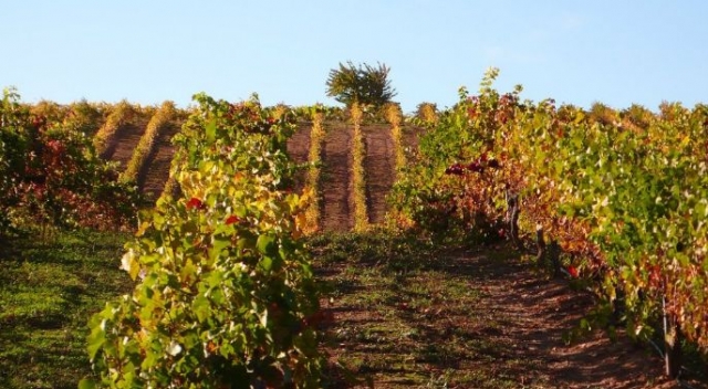 vinedos llenos de vid